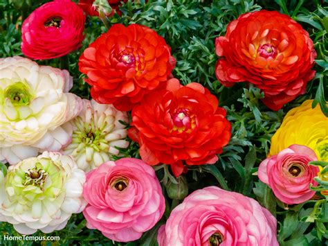 Flowers That Start With P | 20 Beautiful Flowers Starting With "P ...