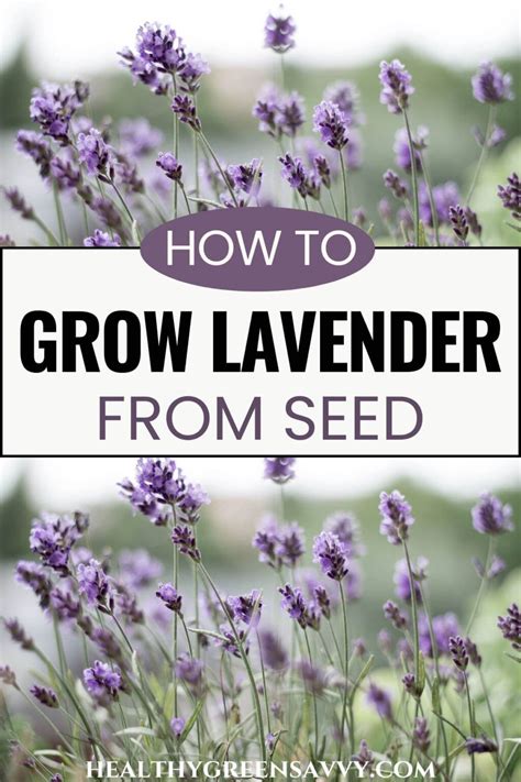 How to Grow Lavender from Seed in 8 Easy Steps