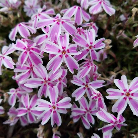 Moss Phlox Plants