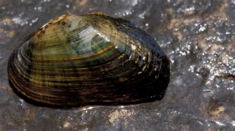 Guide to Freshwater Mussels of New York and New Jersey | AMNH