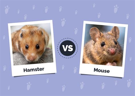Python vs Hamster 的图像结果