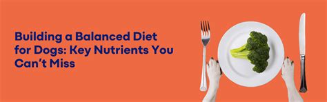 What Are the Essential Nutrients Dogs Need? – K9 Vitality