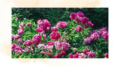 Should you deadhead peonies? Garden experts offer advice | Woman & Home