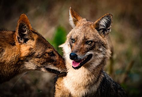 Why jackals thrive where humans dominate — Harvard Gazette
