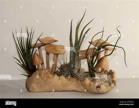 How to Display Air Plants On MDF 的图像结果