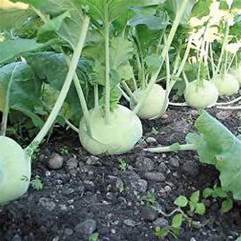 Knol Khol Kohlrabi Hybrid F1 Seeds - Light Green Bulbs, High Quality ...