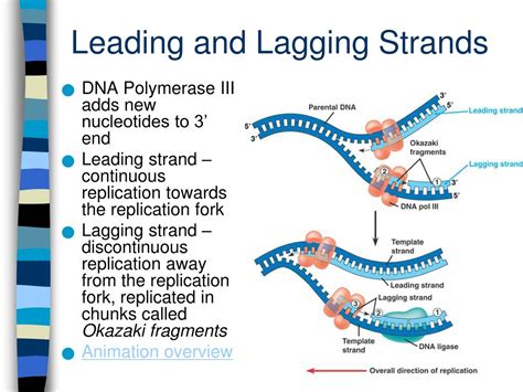 PPT - Chapter 16 – The Molecular Basis of Inheritance PowerPoint ...