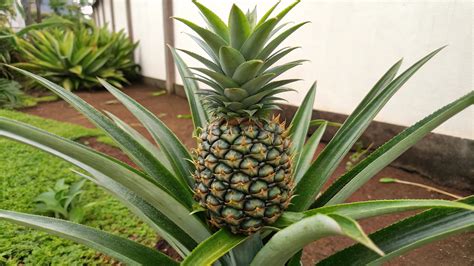 Pineapple Plant Care & Growth Guide