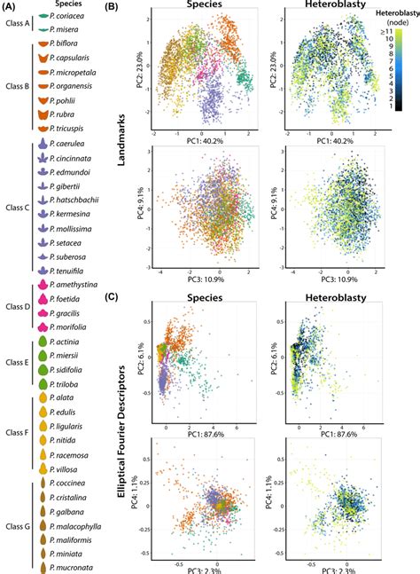 Morphospace Local Optima 的图像结果