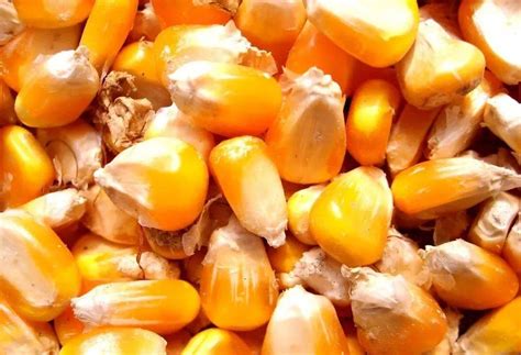 新玉米一斤一块一，青储一亩250元，卖粮划算还是卖青储划算？__财经头条