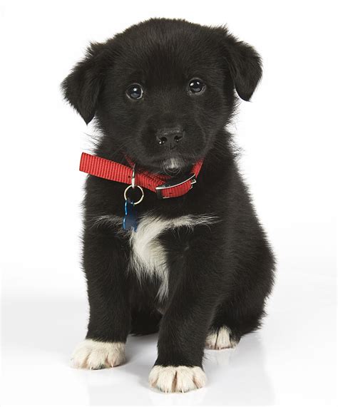 Black Lab/Aussie Shepherd Mix at Delia Hairston blog
