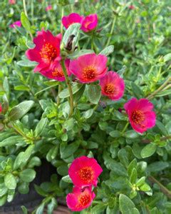 Dishani Portulaca Plant Price in India - Buy Dishani Portulaca Plant ...