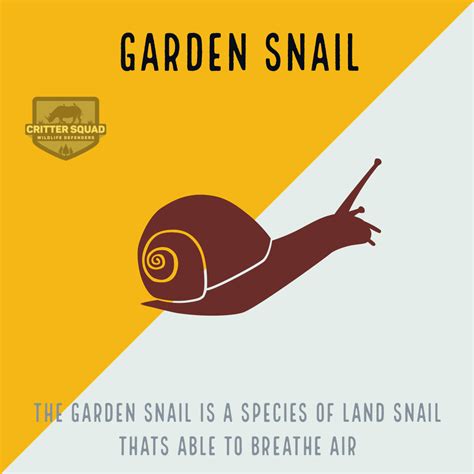 Garden Snail Fact Sheet - C.S.W.D