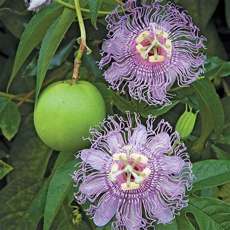 Maypop Passion Flower- 1 Gallon Potted (passiflora Incarnata) - Etsy