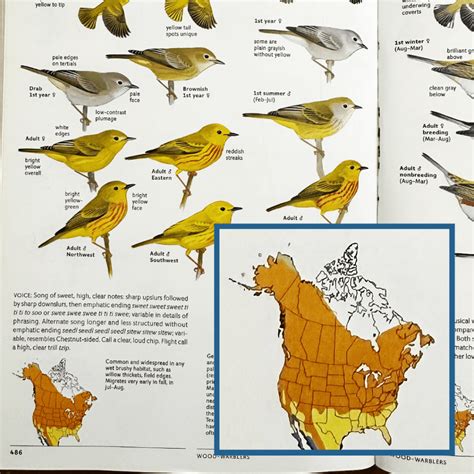 How is a Bird Adapted to Its Habitat: Essential Survival Traits Revealed - Birds