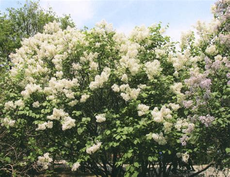 白丁香-园林景观植物-图片