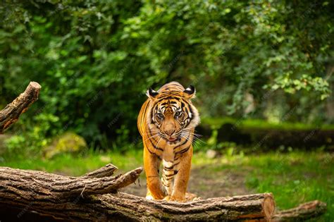 Wild Animals Pictures Tiger