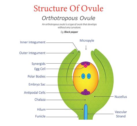 Orthotropous Ovule Structure and Labeled Diagram 60370450 Vector Art at Vecteezy
