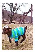 Image result for Spring Baby Goats