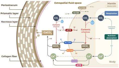 Understanding Snail Mucus Biosynthesis and Shell Biomineralisation ...