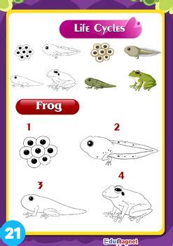 Step by Step Science 的图像结果