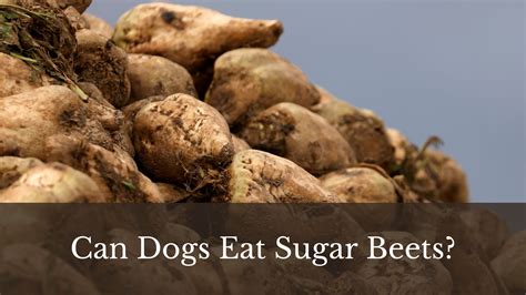 Can Dogs Eat Sugar Beets? What We Know... - Dog Food Solutions