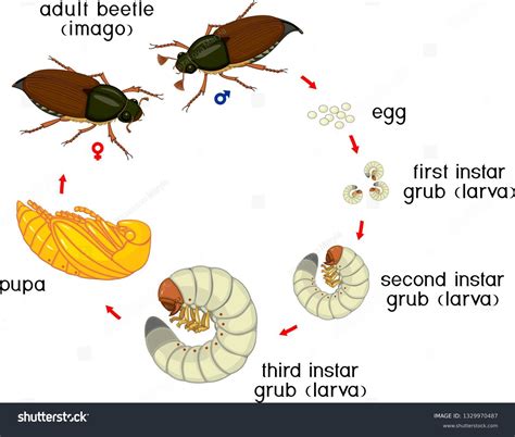 Growth Stages Of Insects Ant Lifecycle Stages | Insect Lore