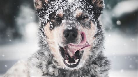Download wallpaper 1920x1080 dog, protruding tongue, snow full hd, hdtv ...