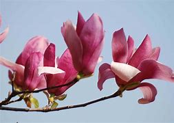 Image result for 玉兰花 mangnolia