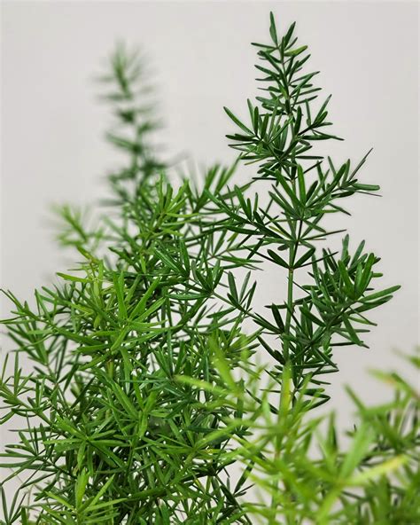 Asparagus densiflorus, Sprengeri Fern, Asparagus fern | PlantVine