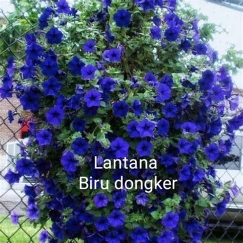Jual Tanaman hias lantana bunga biru dongker - Kab. Bogor - Only|Floris ...