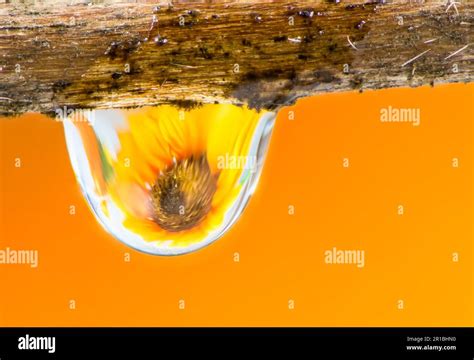 Image result for Raindrop Refraction