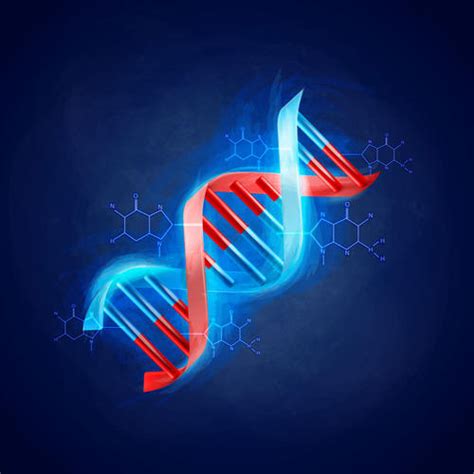细胞，染色体，DNA和基因插画图片素材_ID:141809178-Veer图库
