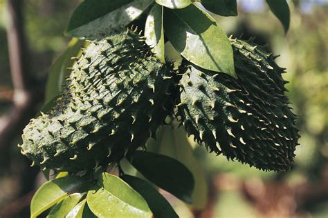 Soursop Tea Benefits and Side Effects