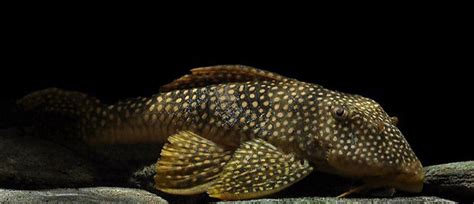 L-14 (SCOBINANCISTRUS AUREATUS) | FRESHWATERAQUATICA