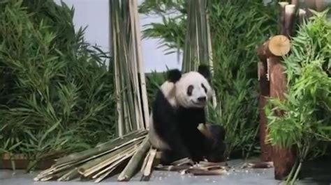 丫丫回到北京动物园，到“家”就被竹子包围|佟丽娅_新浪新闻
