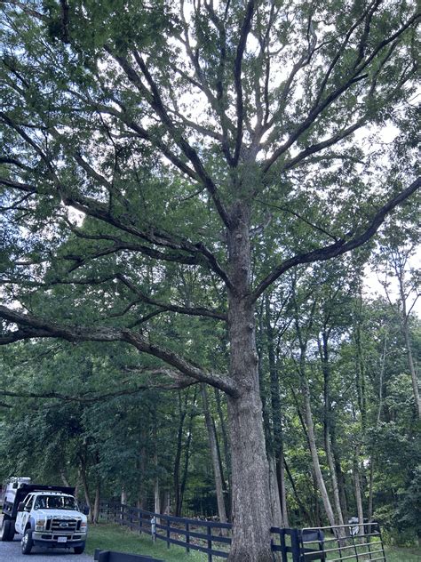 Best Time to Prune Trees