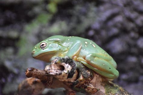 Tree Frog Range 的图像结果