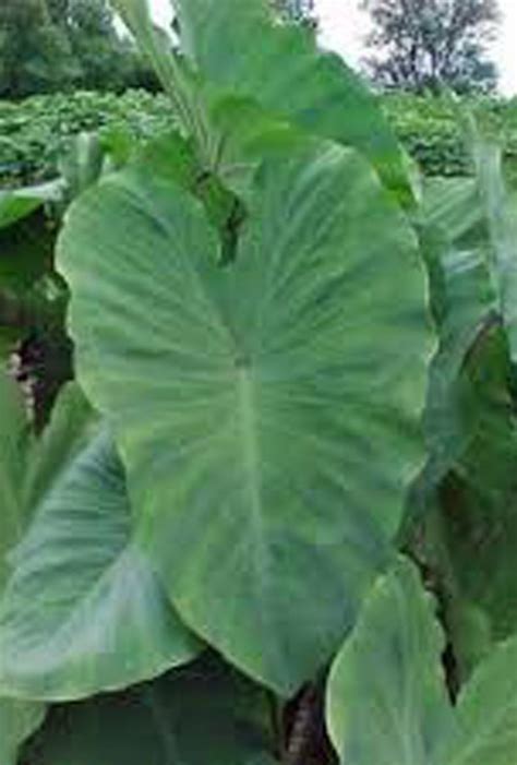 Buy Elephant Ear, Bulb (ONE), Giant Elephant Ear,COLOCASIA, ONE Bulb ...