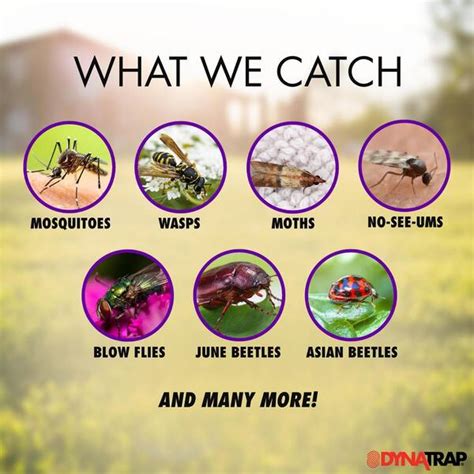 Indoor and Outdoor UV 1/2-Acre Insect and Mosquito India | Ubuy