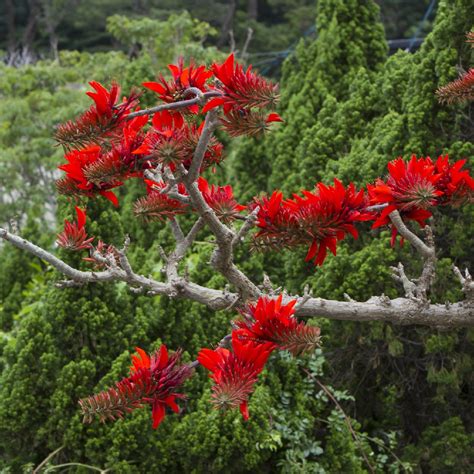 Most Common Trees In Kerala India Images And Names - Infoupdate.org