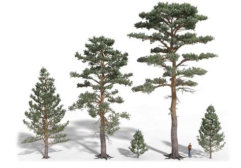 Image result for Tree Structure HTML/CSS