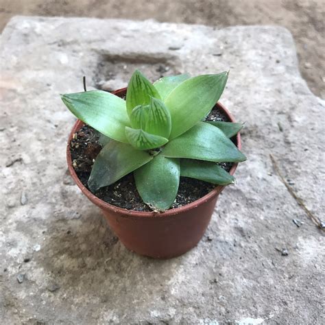 Assorted Set of 4 Hardy Indoor Succulent Plants