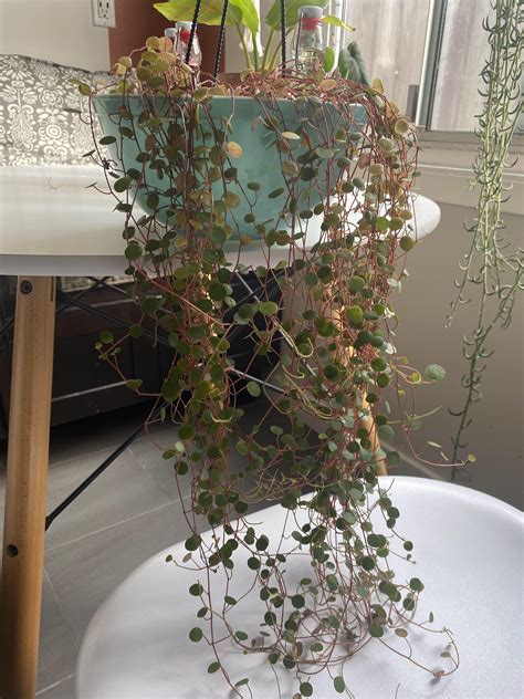 Why is the top of this string of coins so sad? The plant looks "healthy" otherwise. : r/plantclinic