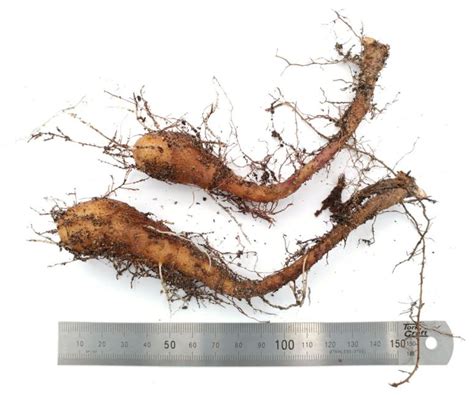 Dioscorea polystachya - Chinese yam, Cinnamon vine | Stellenbosch ...