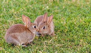 Image result for Rabbit Show without Nose