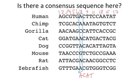 Rezultat imagine pentru Consensus Sequence Example
