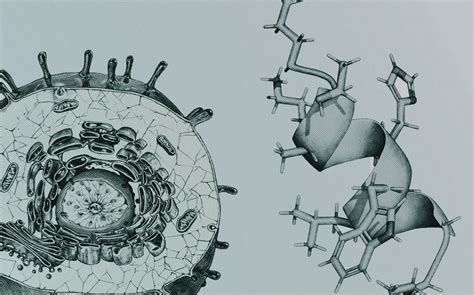 Cellular Aging 的图像结果