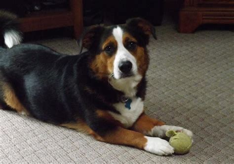 Bernese Mountain Dog Corgi Mix