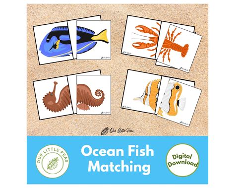 Image result for Fish Sort